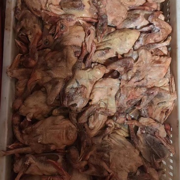 鸽子