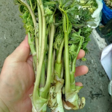 苦嫩芽