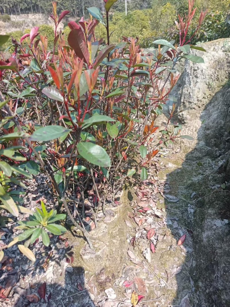 红叶石楠杯苗，邹家苗圃基地欢迎老板电话联系