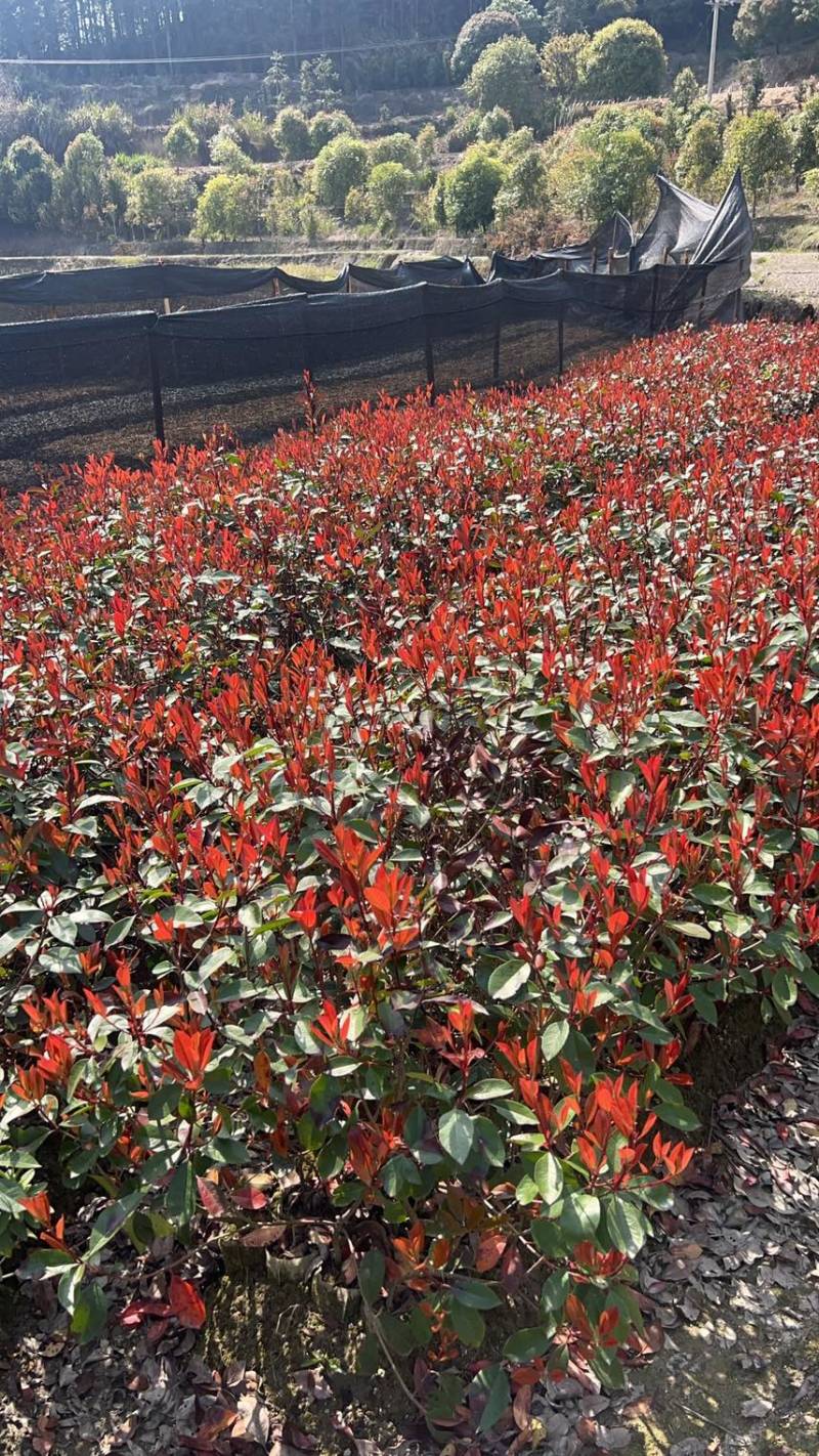 红叶石楠杯苗，邹家苗圃基地欢迎老板电话联系