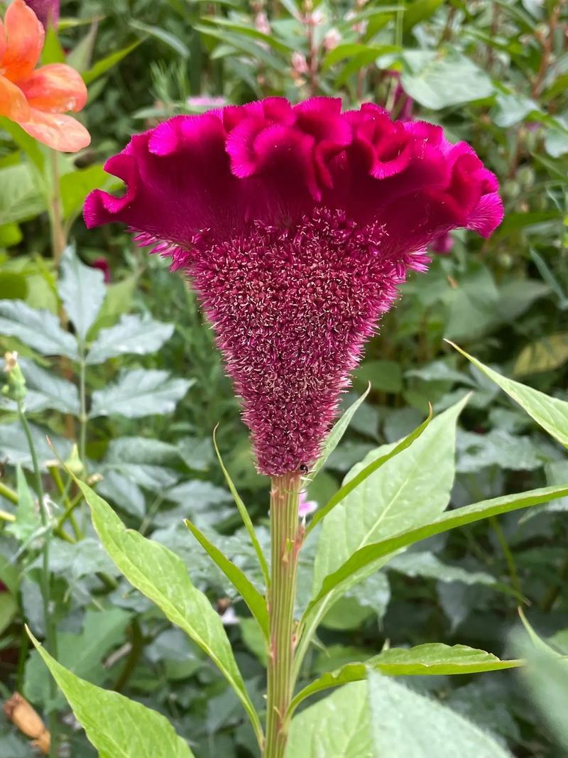 鸡冠子花种子红鸡冠子花观赏药用