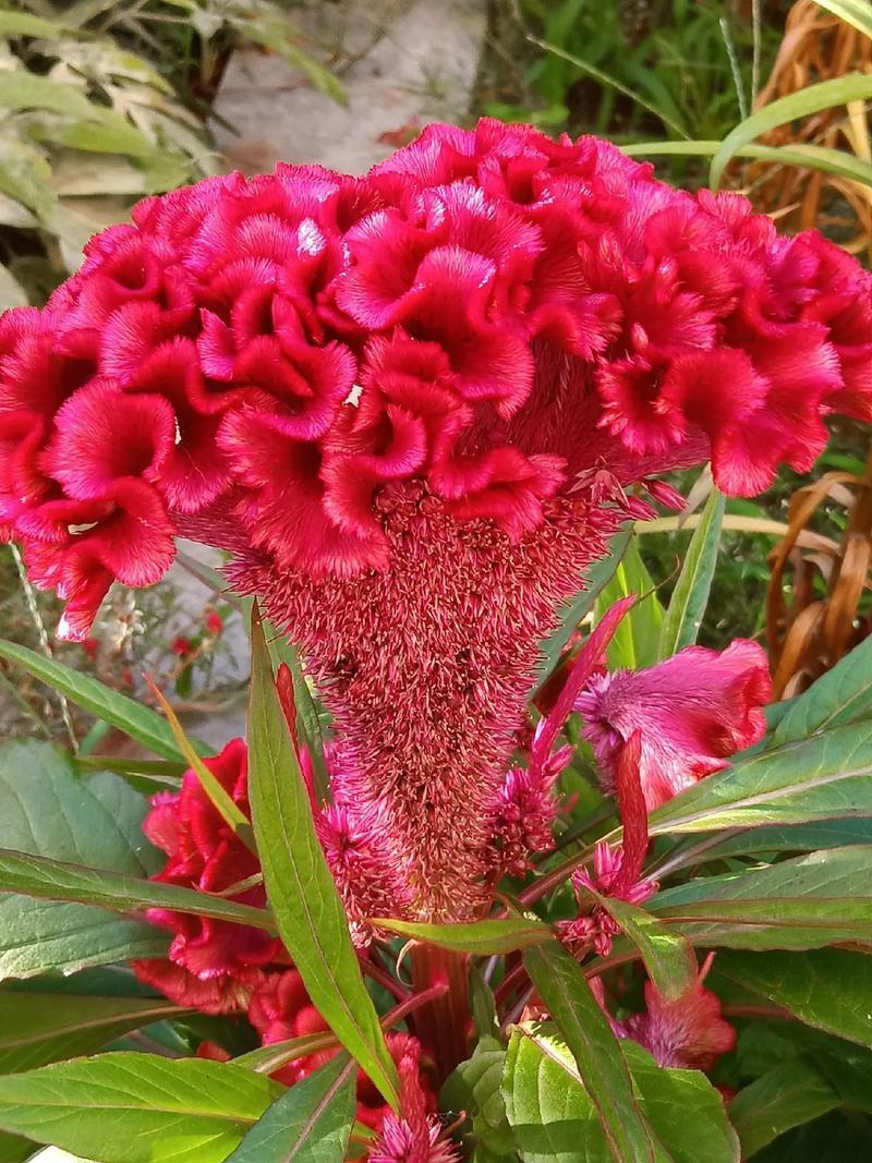 鸡冠子花种子红鸡冠子花观赏药用