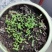 鸡冠子花种子红鸡冠子花观赏药用