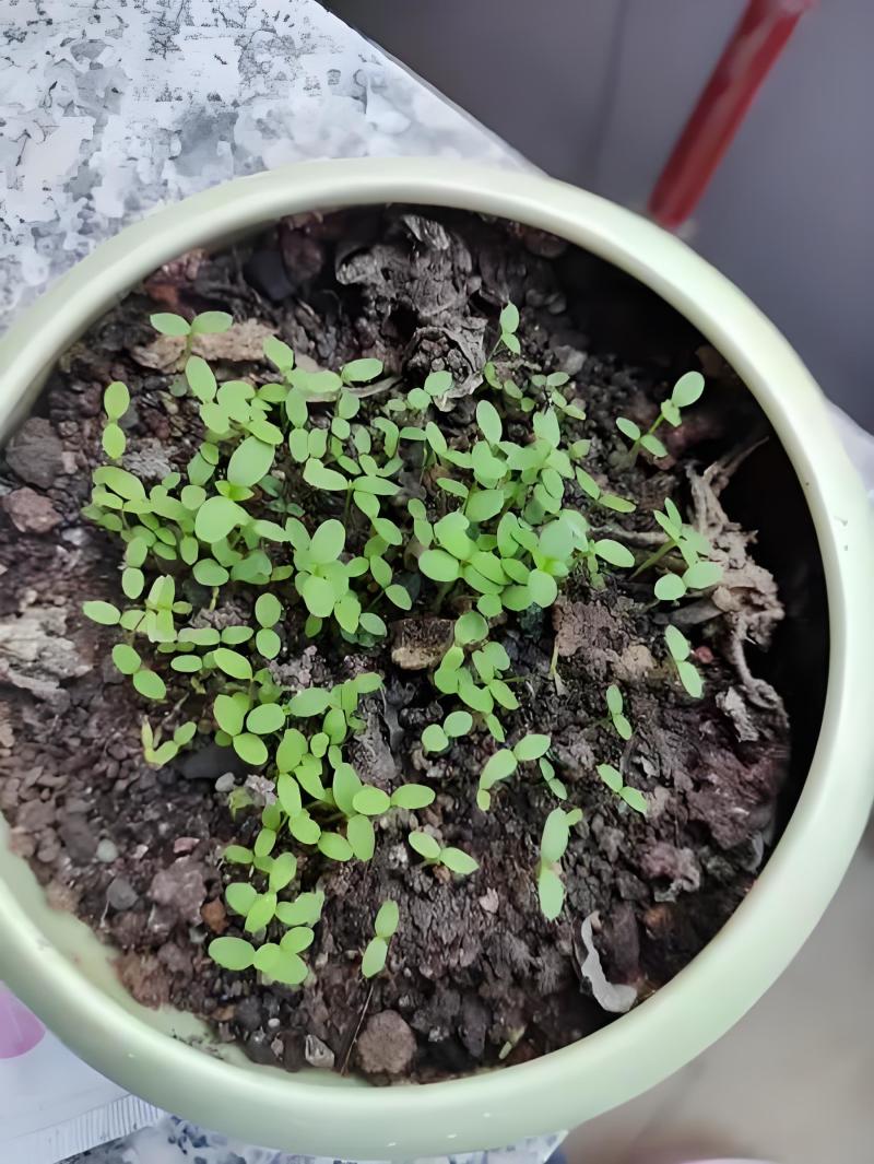 鸡冠子花种子红鸡冠子花观赏药用