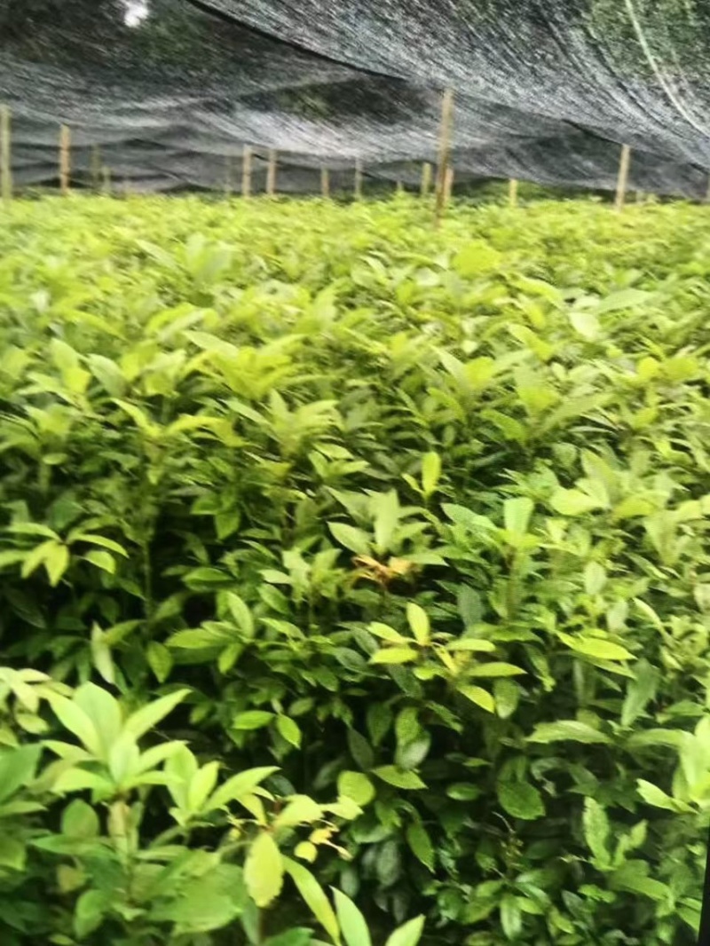 楠木）奉新县邹家苗圃基地大量供应，品质保证诚信第一