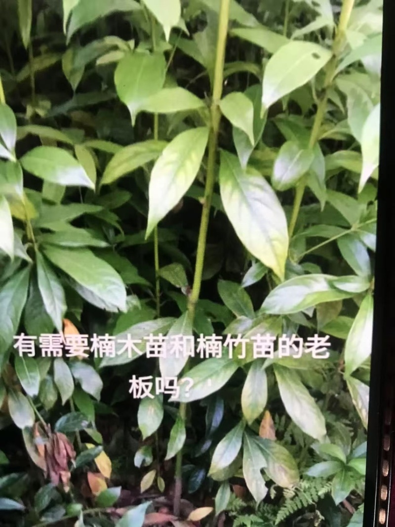 楠木）奉新县邹家苗圃基地大量供应，品质保证诚信第一