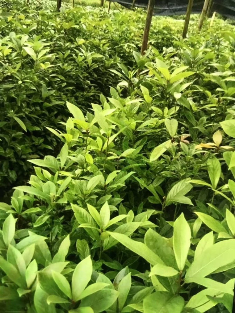 楠木）奉新县邹家苗圃基地大量供应，品质保证诚信第一