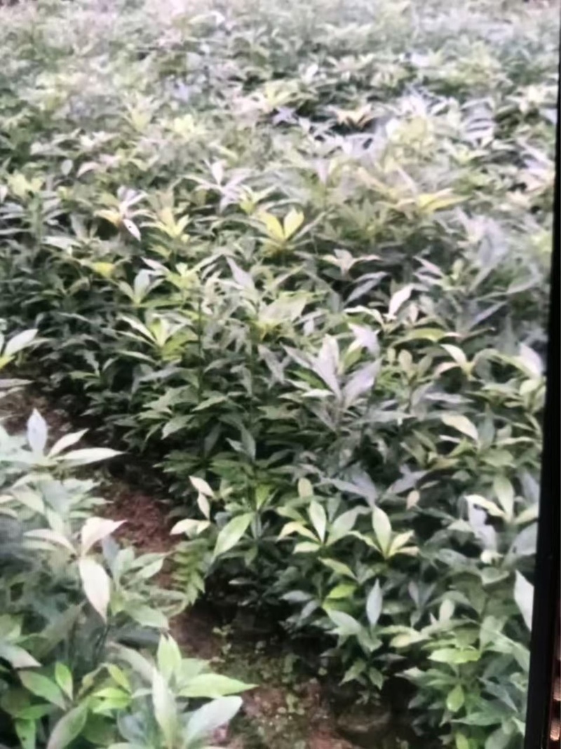 楠木）奉新县邹家苗圃基地大量供应，品质保证诚信第一