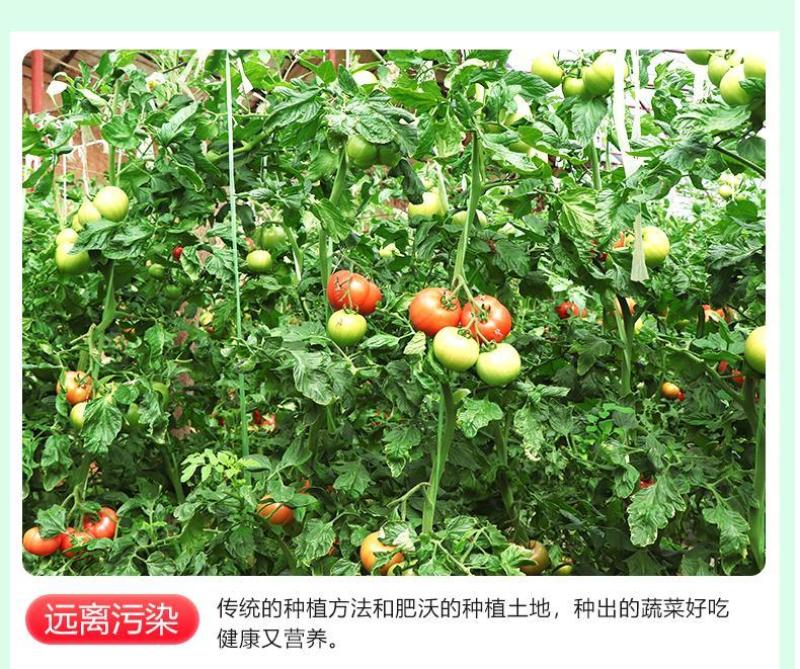 陕西普罗旺斯/西红柿/一件代发//对接电商/京东包邮