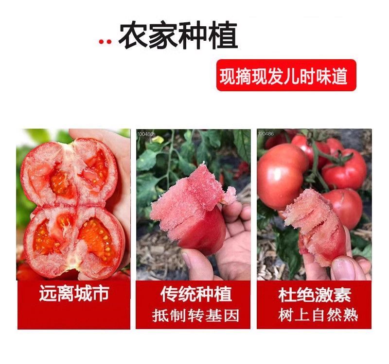 陕西普罗旺斯/西红柿/一件代发//对接电商/京东包邮