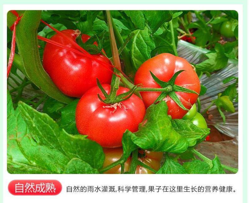 陕西普罗旺斯/西红柿/一件代发//对接电商/京东包邮
