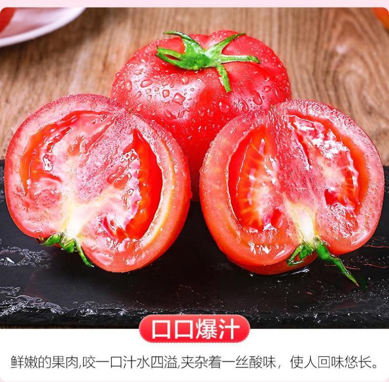 陕西普罗旺斯/西红柿/一件代发//对接电商/京东包邮