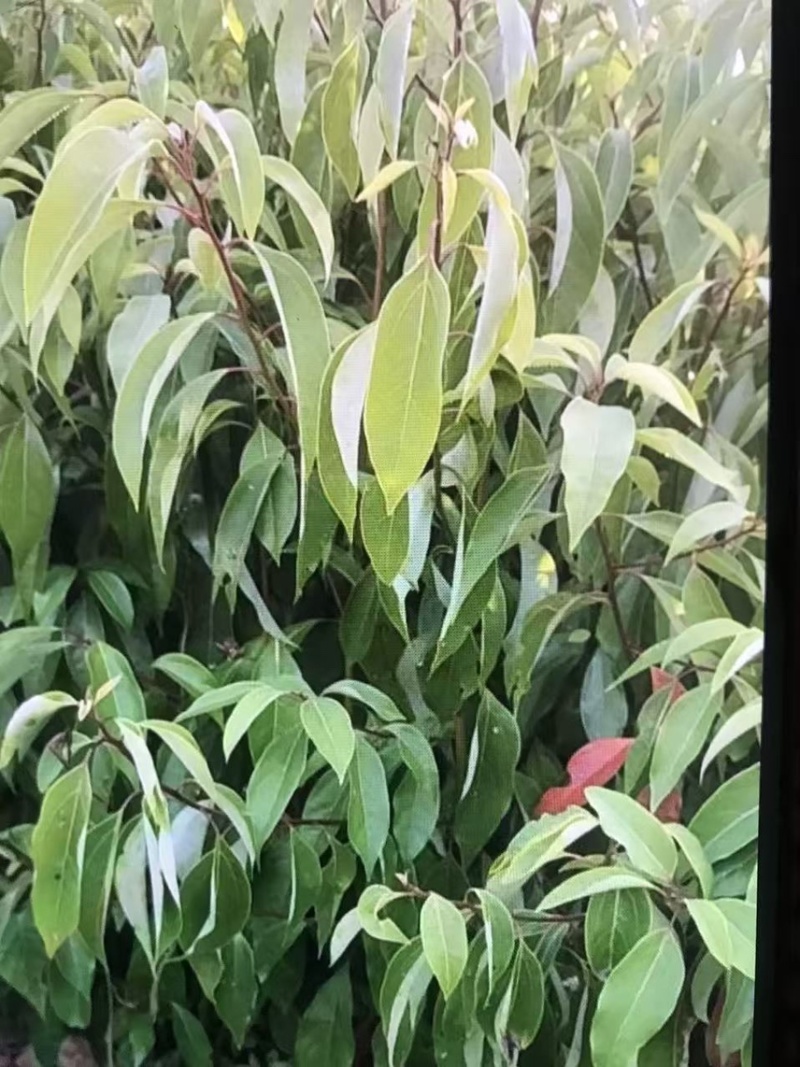 樟树杯苗）奉新县邹家苗圃基地欢迎老板光临指导