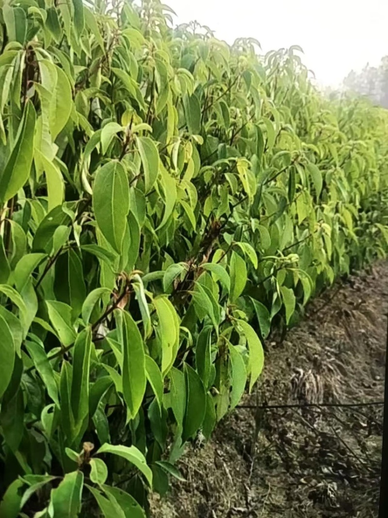 樟树杯苗）奉新县邹家苗圃基地欢迎老板光临指导