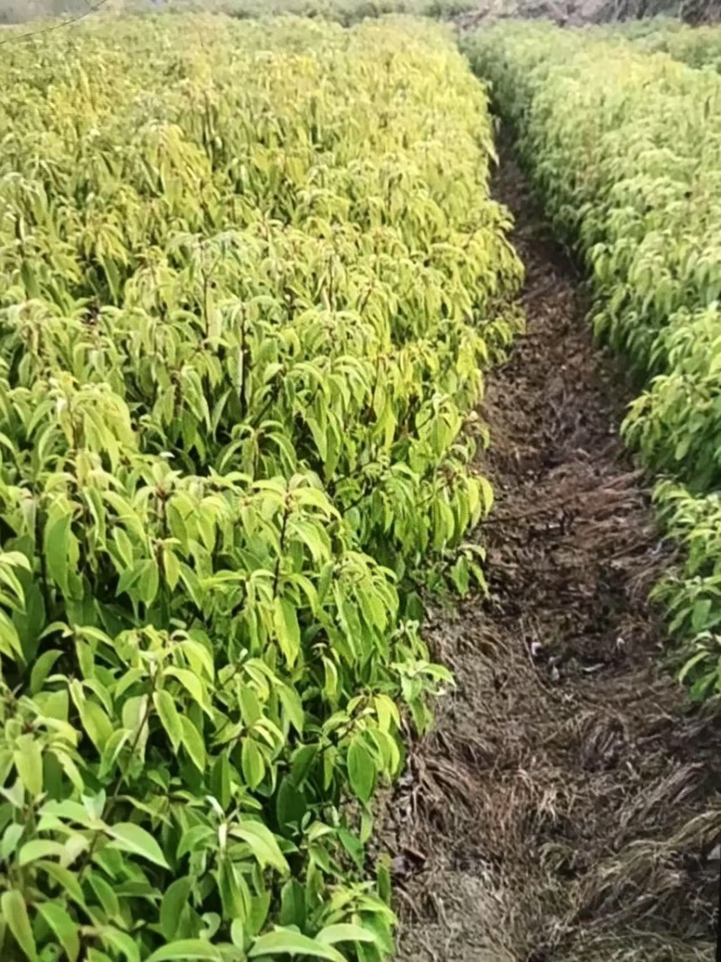 樟树杯苗）奉新县邹家苗圃基地欢迎老板光临指导