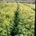 樟树杯苗）奉新县邹家苗圃基地欢迎老板光临指导