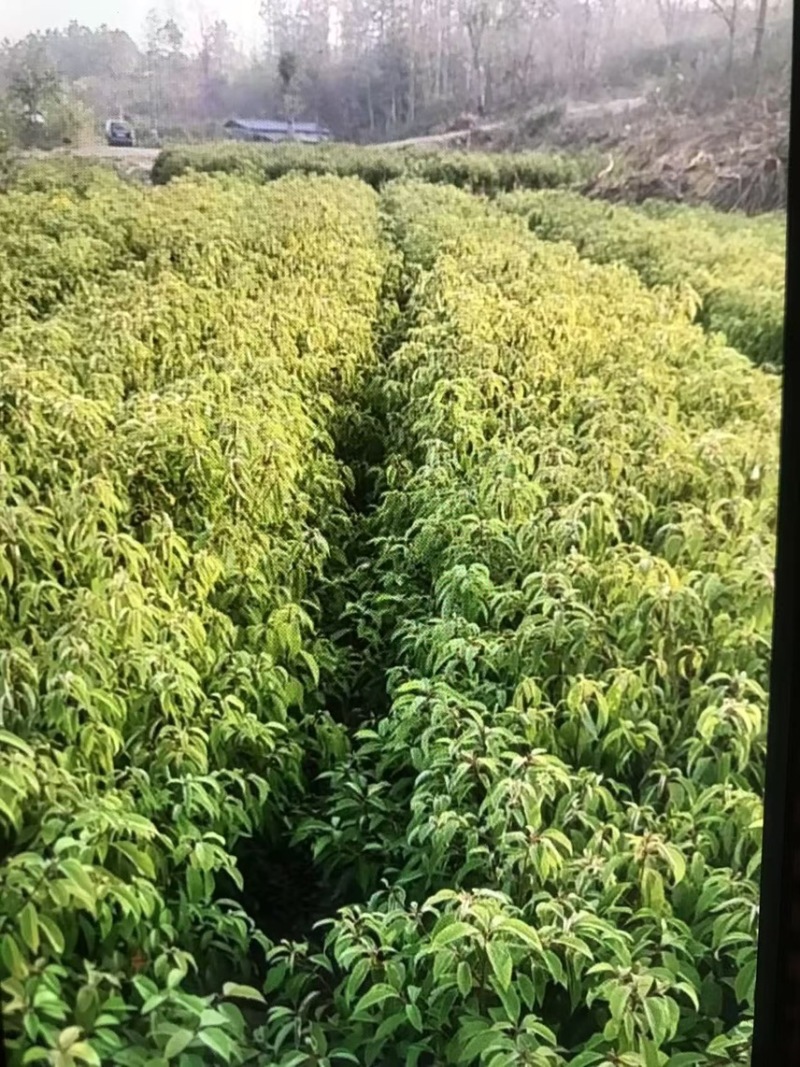 樟树杯苗）奉新县邹家苗圃基地欢迎老板光临指导