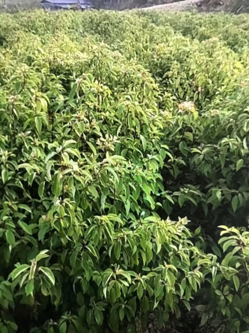 樟树杯苗）奉新县邹家苗圃基地欢迎老板光临指导