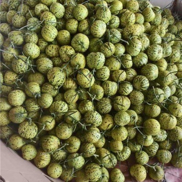 花蕾甜瓜，鲜甜软糯，大量上市对接全国，欢迎老板来电咨询