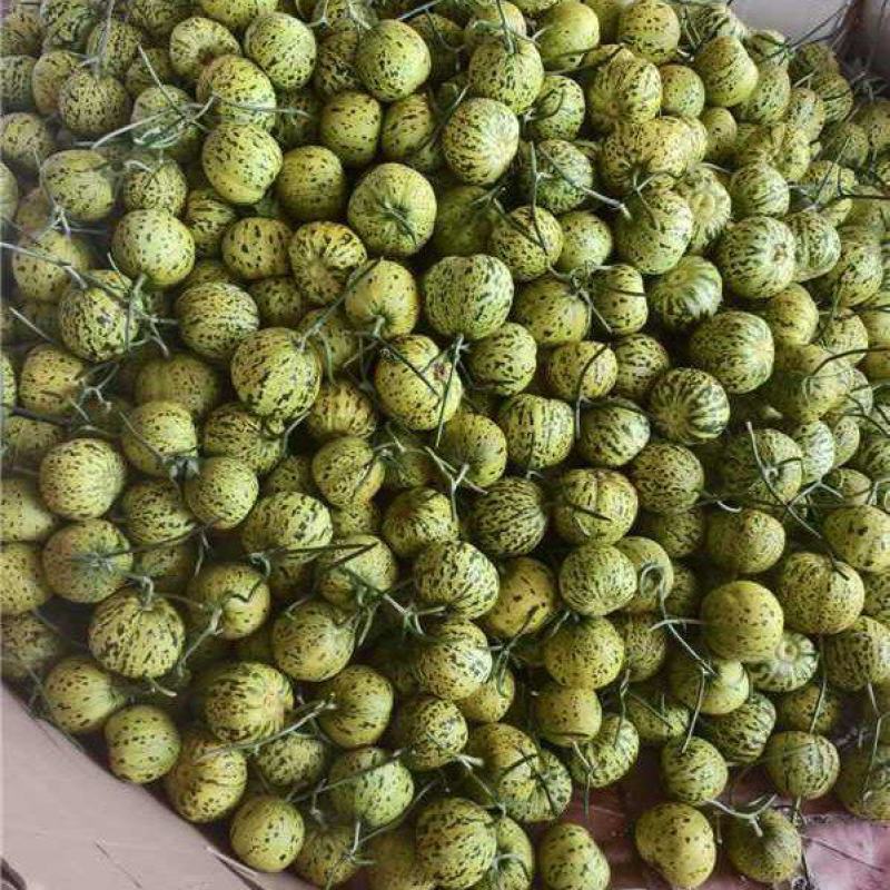 花蕾甜瓜，鲜甜软糯，大量上市对接全国，欢迎老板来电咨询
