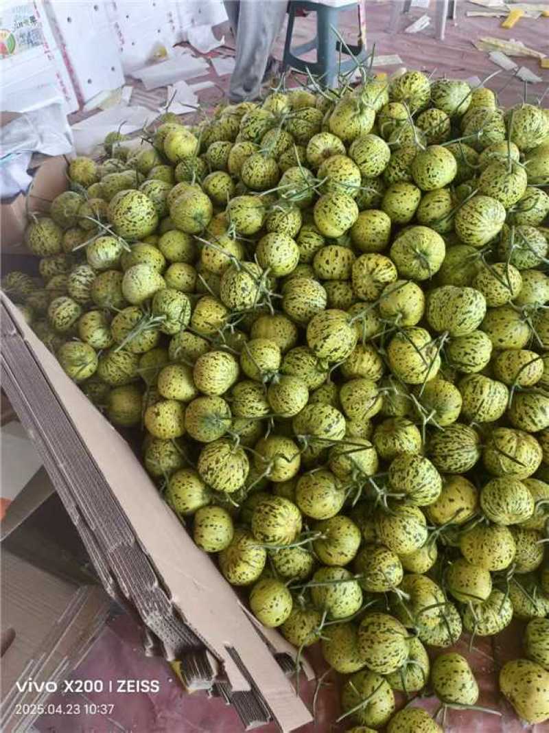 花蕾甜瓜，鲜甜软糯，大量上市对接全国，欢迎老板来电咨询