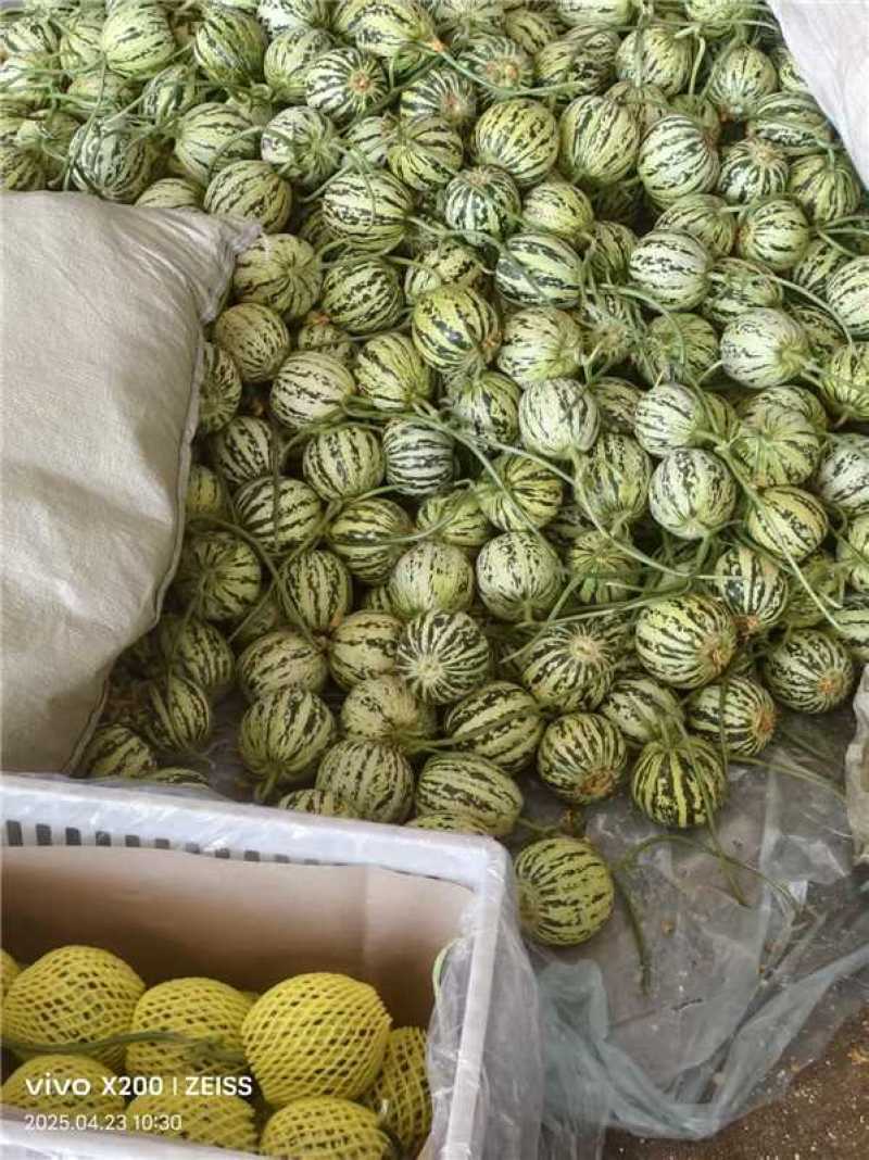 花蕾甜瓜，鲜甜软糯，大量上市对接全国，欢迎老板来电咨询