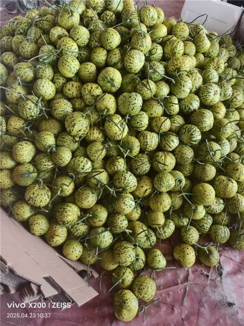花蕾甜瓜，鲜甜软糯，大量上市对接全国，欢迎老板来电咨询