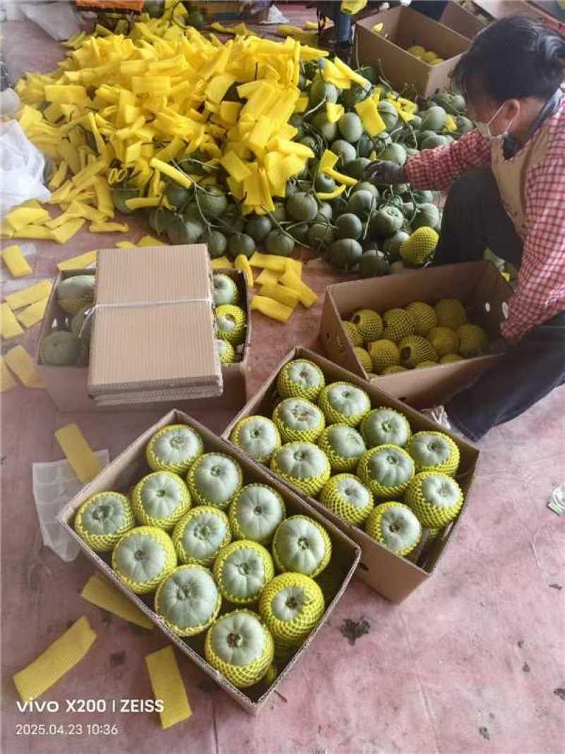 花蕾甜瓜，鲜甜软糯，大量上市对接全国，欢迎老板来电咨询