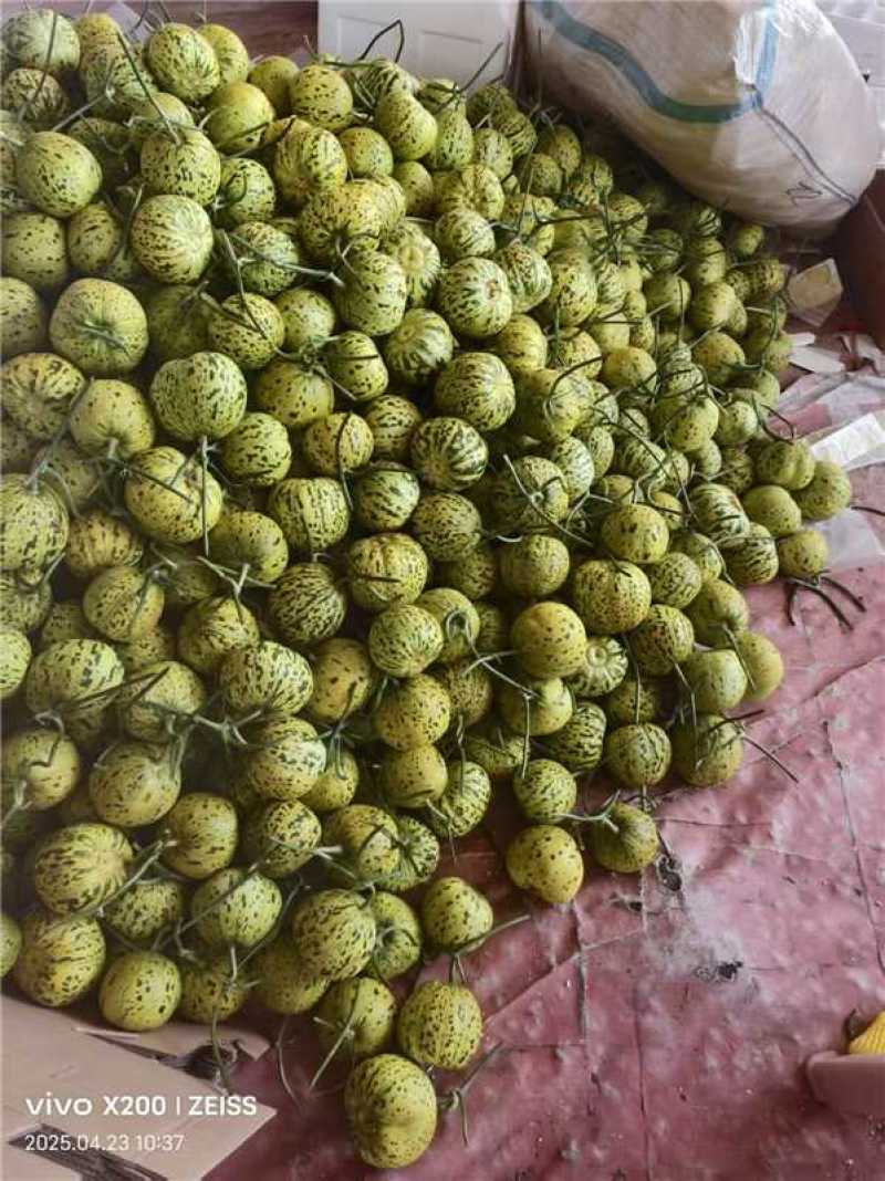花蕾甜瓜，鲜甜软糯，大量上市对接全国，欢迎老板来电咨询