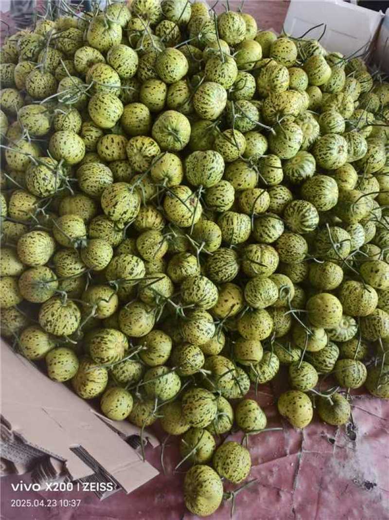 花蕾甜瓜，鲜甜软糯，大量上市对接全国，欢迎老板来电咨询
