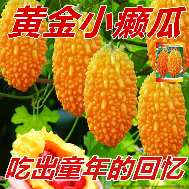 赖葡萄，金铃子，可一件代发，批发，