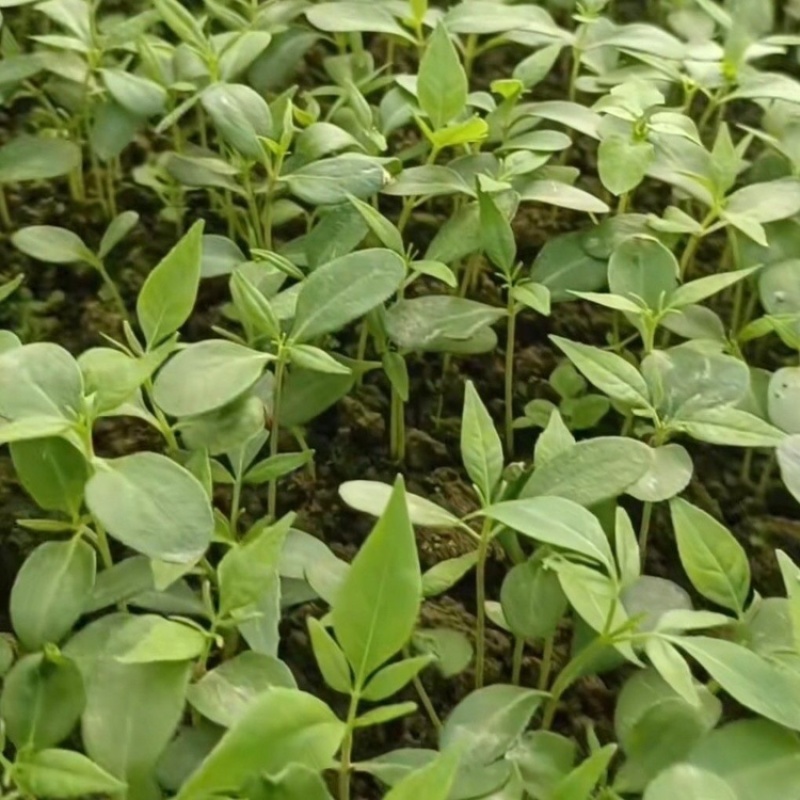 柏树苗川黄柏大叶厚皮黄柏小芽苗基地直供提供技术
