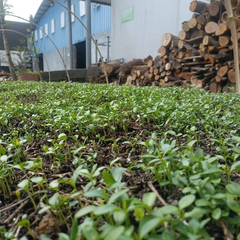 柏树苗川黄柏大叶厚皮黄柏小芽苗基地直供提供技术