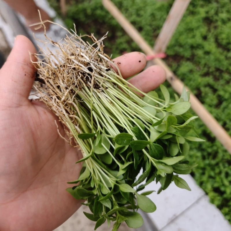 柏树苗川黄柏大叶厚皮黄柏小芽苗基地直供提供技术