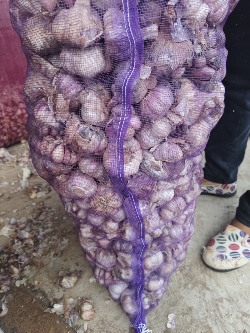 云南新鲜紫皮蒜，鲜蒜大量上市，大量供应电商货市场货超市货
