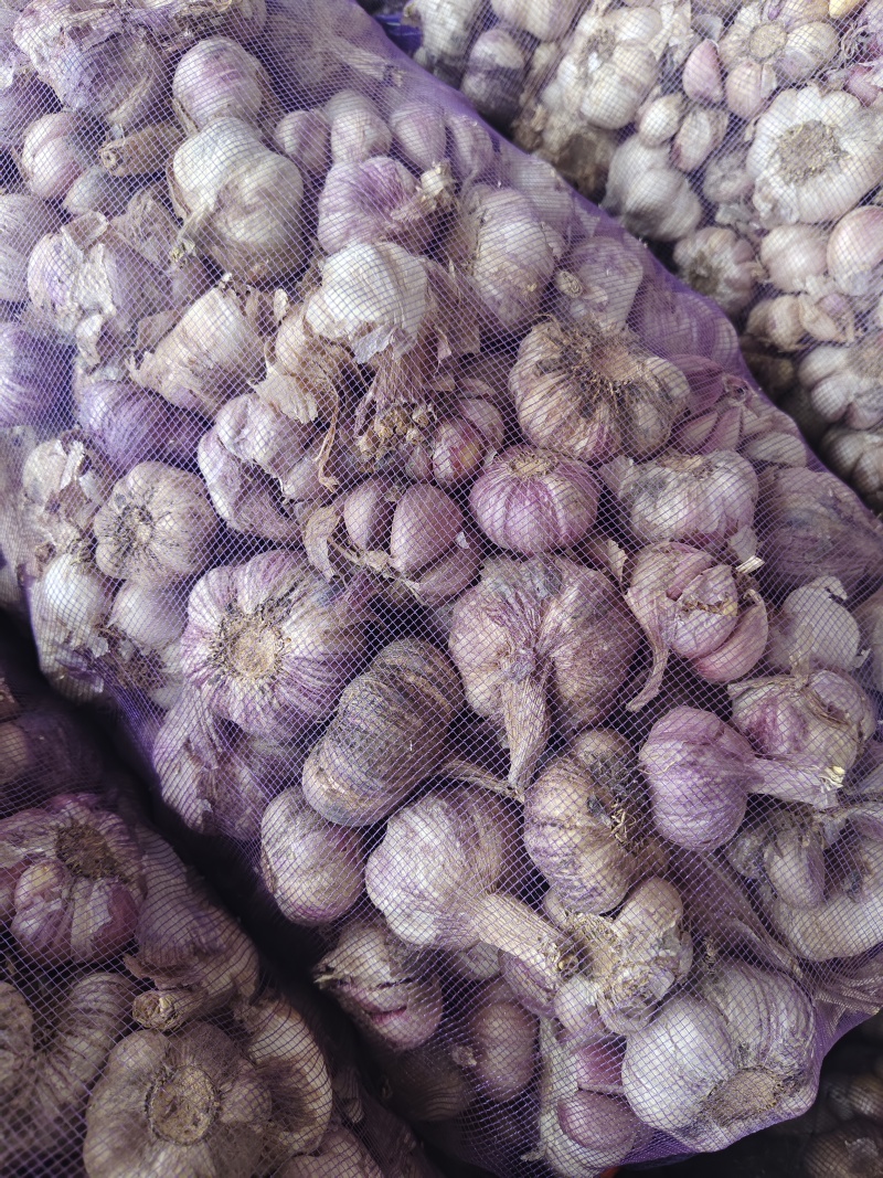 云南新鲜紫皮蒜，鲜蒜大量上市，大量供应电商货市场货超市货