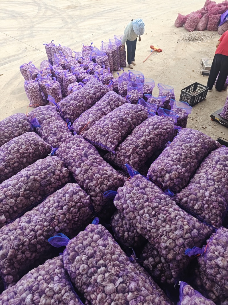 云南新鲜紫皮蒜，鲜蒜大量上市，大量供应电商货市场货超市货