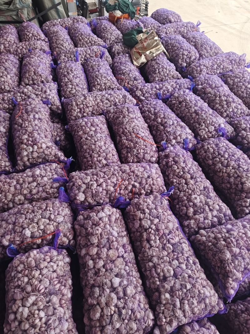 云南新鲜紫皮蒜，鲜蒜大量上市，大量供应电商货市场货超市货