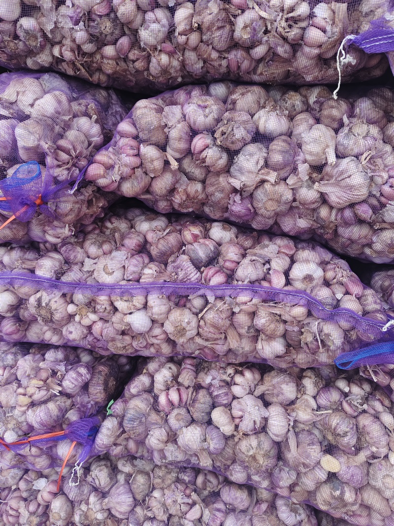 云南新鲜紫皮蒜，鲜蒜大量上市，大量供应电商货市场货超市货