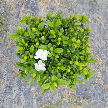 230#精品栀子花基地直销