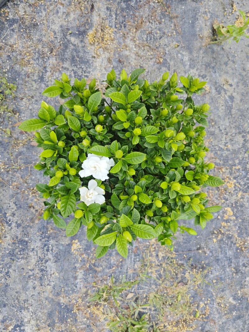 230#精品栀子花基地直销