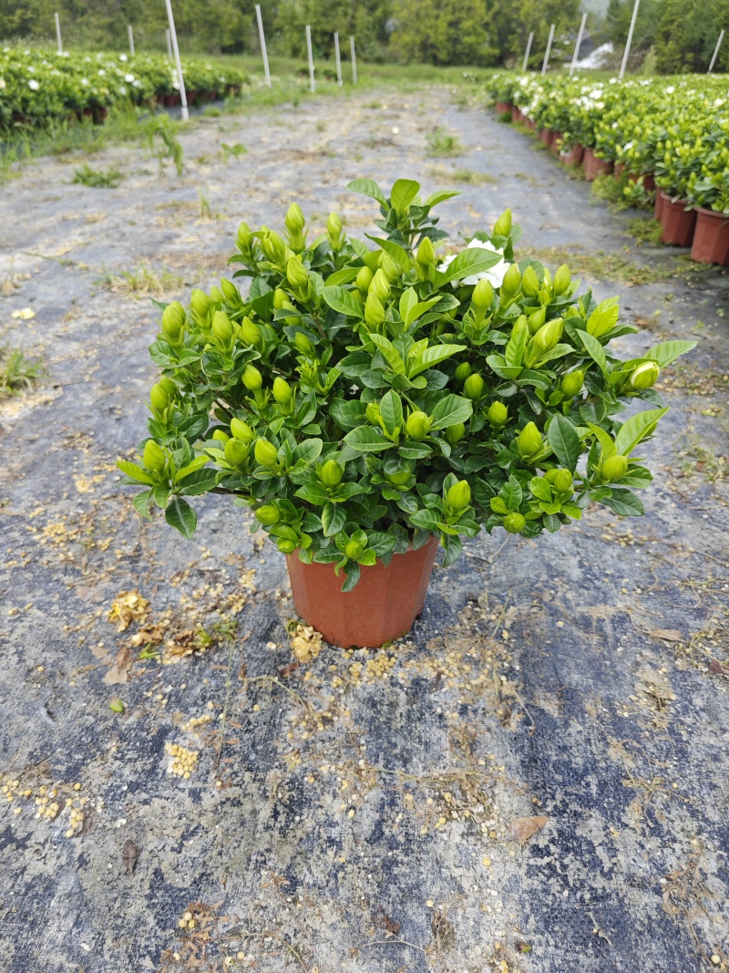 230#精品栀子花基地直销
