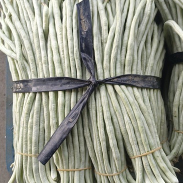 大量白豆角上市