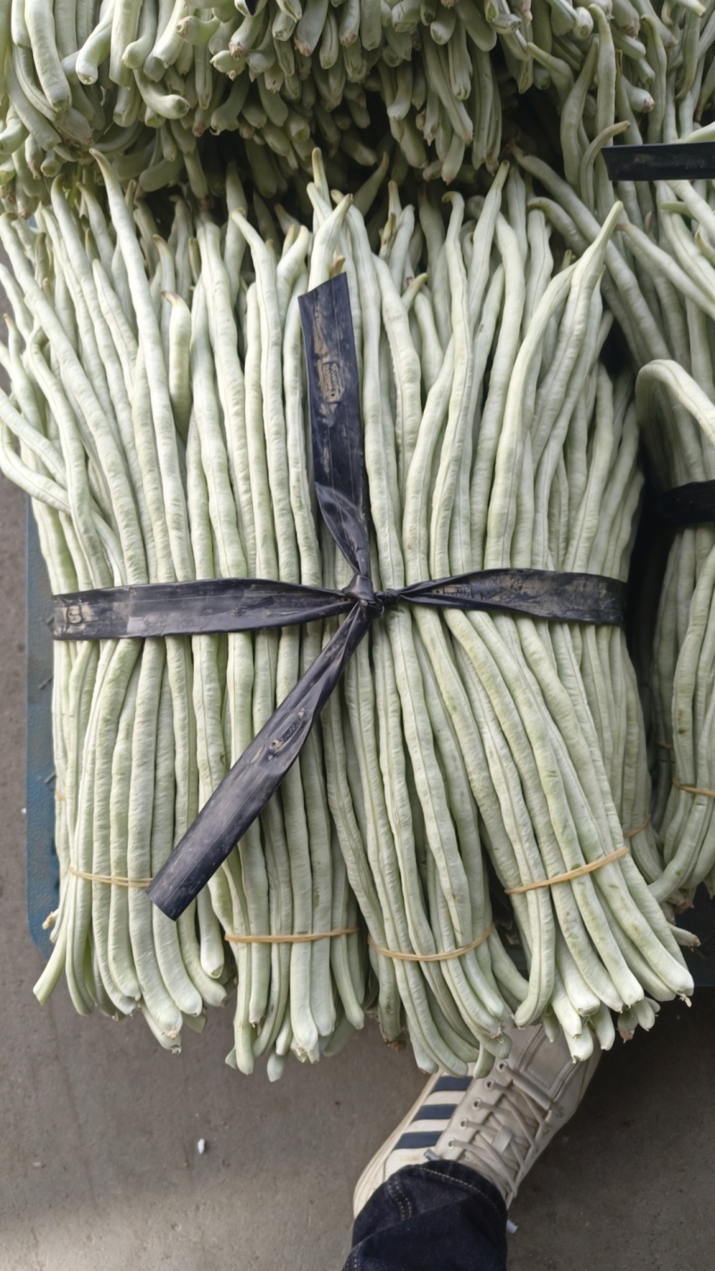 大量白豆角上市
