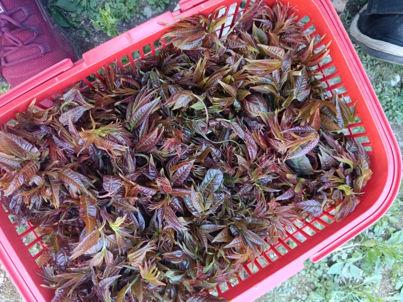 香椿芽上市！有需要老板联系我！