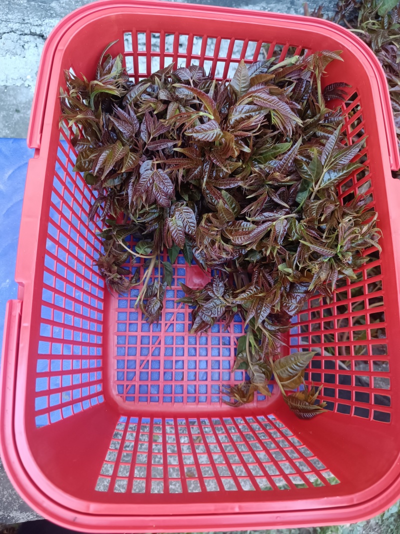 香椿芽上市！有需要老板联系我！