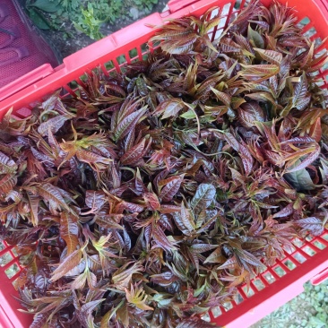 香椿芽上市！有需要老板联系我！