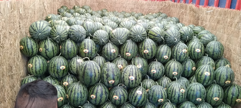 砀山甜王大量供应