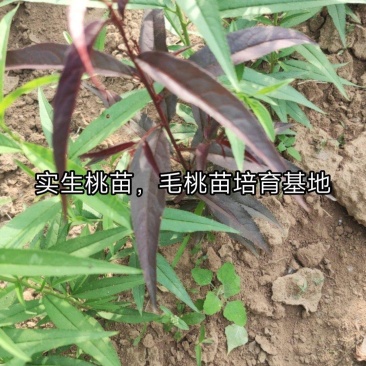 毛桃苗预售开始。。