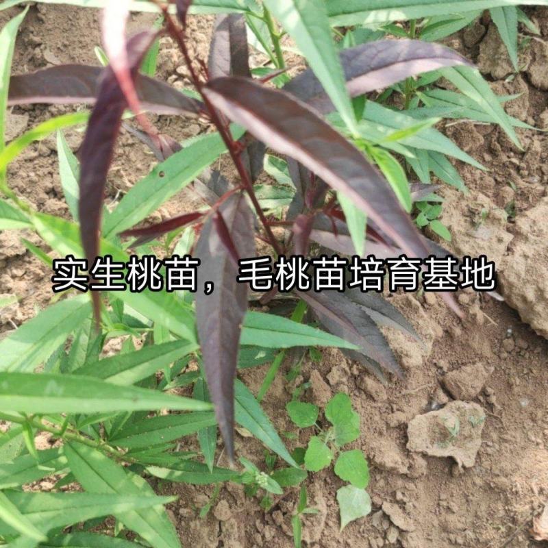 毛桃苗预售开始。。